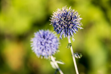 purple thistle flower