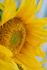 Beautiful blooming sunflower close up.