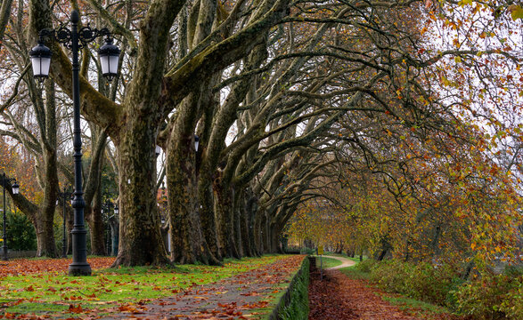 sycamore trees in autumn in portugal
