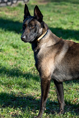 Belgian Malinois shepherd dog on a walk