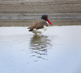 great crested grebe