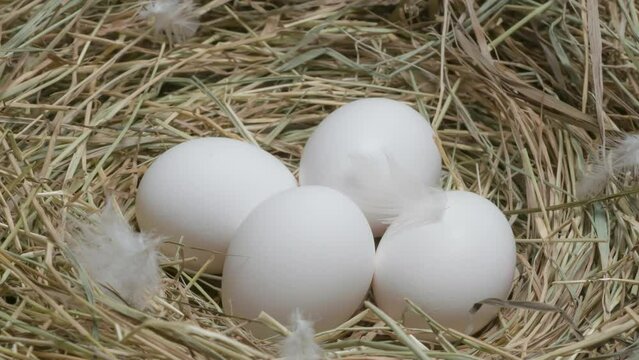 Fresh Chicken Eggs in the Nest. White chicken eggs in the nest slowly rotate in front of the camera