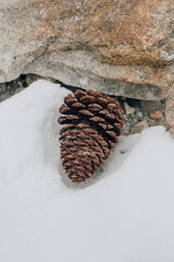 snow and a pinecone 