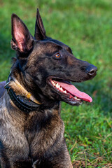 Belgian Malinois shepherd dog on a walk