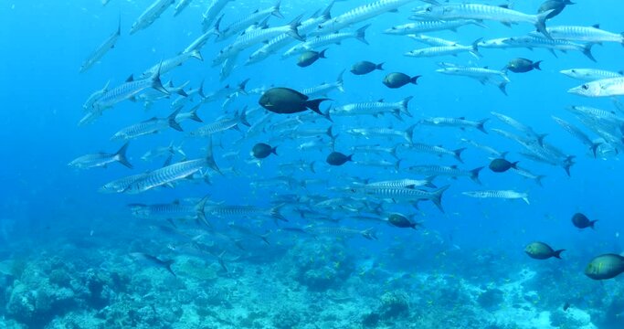 barracuda fish school underwater swim together in blue water slow relaxing behaviour ocean scenery sun beams and rays