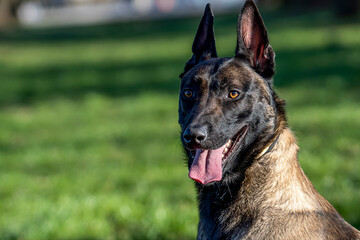 Belgian Malinois shepherd dog on a walk