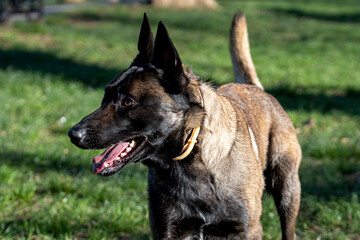 Belgian Malinois shepherd dog on a walk