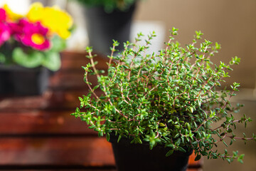 thyme in pot spice indoor plant  healthy meal food snack on the table copy space food background rustic top view
