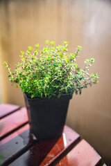 thyme in pot spice indoor plant  healthy meal food snack on the table copy space food background rustic top view