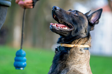 Belgian Malinois shepherd dog on a walk