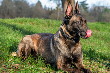 Belgian Malinois shepherd dog on a walk