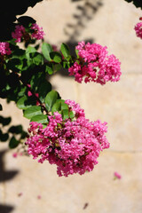 Vibrant pink flowers on Tuscarora Crape Myrtle tree in a garden. Selective focus.