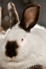 rabbit. white fluffy rabbit close up.