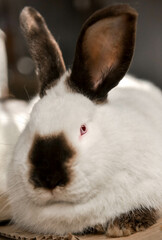 rabbit. white fluffy rabbit close up.