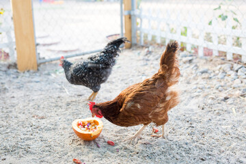 backyard chicken coop
