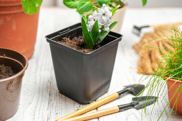 Repotting Houseplants Front View. Top View of Garden Tools, Sprout of Purple Hyacinth, Plants and Soil on White Wooden Table. Potted Plant Care at Home. Urban jungle Caring. Gardening. Planting