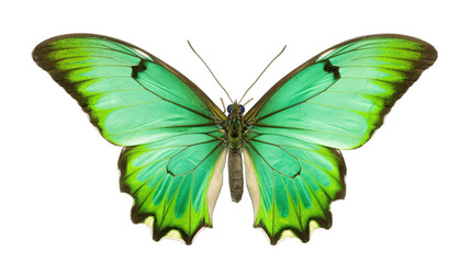 Obraz na płótnie Canvas Green butterfly isolated on white transparent background png. Generative AI