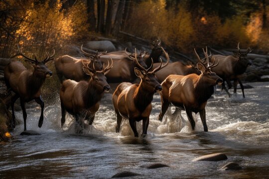 Group Of Elk Crossing A Mountain Stream. Generative AI