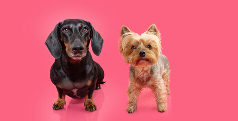 Banner two small puppy dogs, dachshund and yorkshire sitting and looking at camera. Isolated on pink background