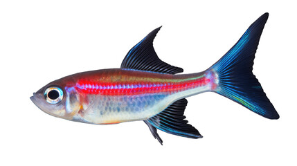 Neon tetra fish isolated on white transparent background png. Generative AI
