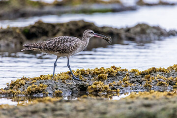 Obraz premium Whimbrel