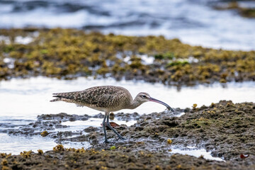 Whimbrel