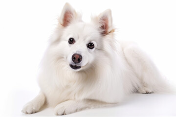 American Eskimo Dog Dog On White Background. Generative AI - obrazy, fototapety, plakaty