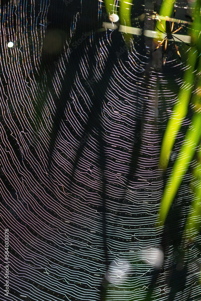 Canvas Prints Spiderweb