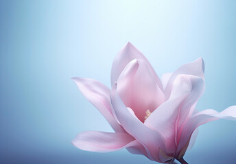 Fototapeta premium Magnolia pink bloom in spring on blue background. Branches with Large Magnolia grandiflora flowers close-up view. Generative ai
