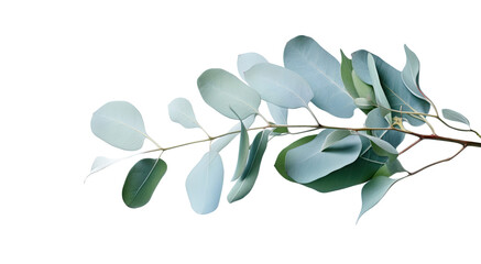 Branches of eucalyptus popular decorative element for home events due to their natural beauty and versatility. A branch of eucalyptus typically consists of several slender stems with elongated isolate