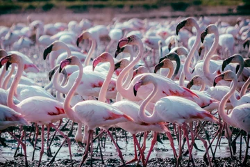 Fotobehang Flamingos wild group at Albufera, Valencia. Greater Phoenicopterus. Flamencos flock. Tropical and exotic migration birds at Natural Park Reserve. © Mer Sanchez