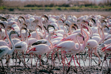 Flock of wild pink flamingos at Albufera Natural Park reserve, Valencia Spain.