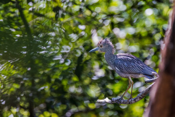 Night Heron juvinile