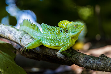 Plumbed Basilisk