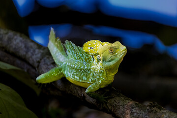 Plumbed Basilisk