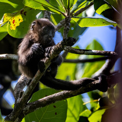 Howler Monkey
