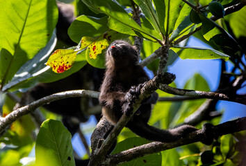 Howler Monkey