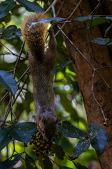 Red Tailed Squirrel