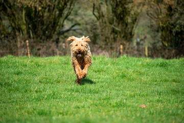 An Airedale Terrier runs towards camera across a green field. Sharp image of a dog exercising with...