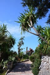 Fototapeta premium Cactus garden in Eze Village, France
