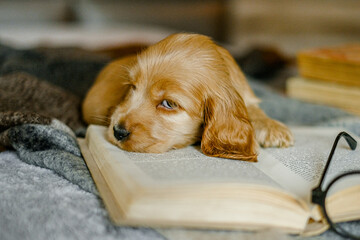 Love for pets. A puppy of a cocker spaniel lies on a bed with an open book.
