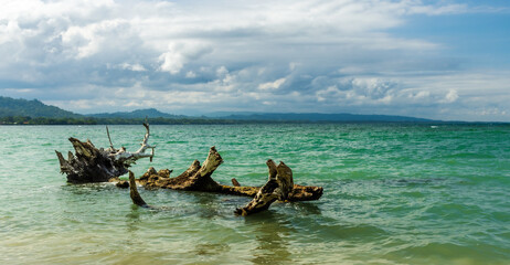 Tree in the water on the beach