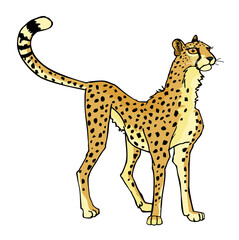 cheetah