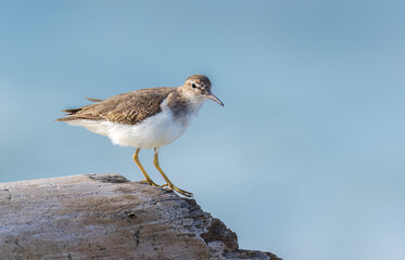 Spotted Sandpiper