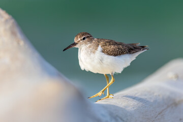 Spotted Sandpiper