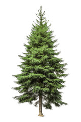 Green pine fir tree isolated on white transparent background png. Generative AI