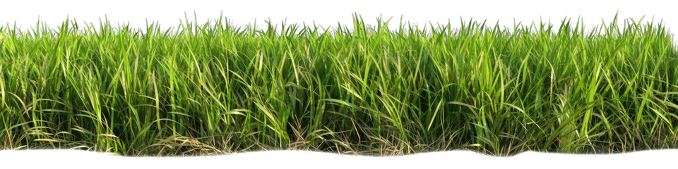 Obraz premium Green grass row isolated on white transparent background png. Generative AI