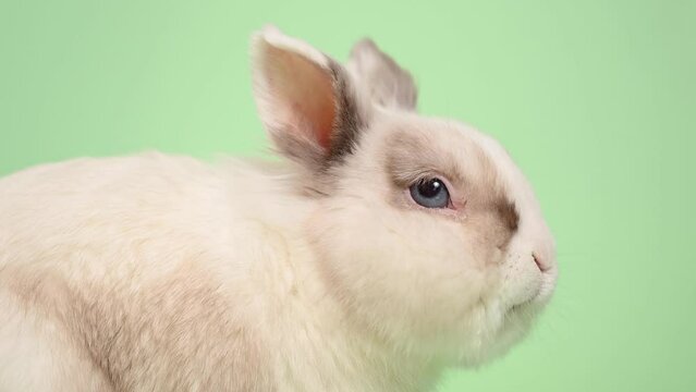Portrait of a cute gray and white rabbit chewing on a green background.