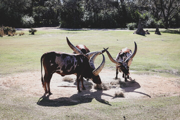 bull elk in the desert