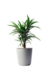 Naklejka na ściany i meble House plant in a pot isolated on white transparent background png. Generative AI 